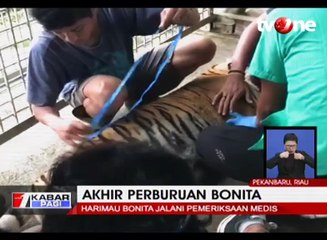 Hasil Observasi, Harimau Bonita Alami Obesitas