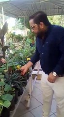 Plants for Summers  Home Tips by Homeonline