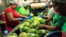 Sector agropecuario panameño podría crecer con relaciones diplomáticas con China