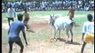 The great Indian bull fight, or bull taming?