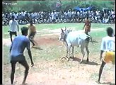 The great Indian bull fight, or bull taming?