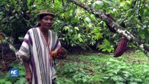 Ex productores cocaleros ofrecen cacao nutritivo en capital peruana