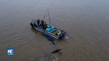 Angustia y tragedia al no poder ayudar a una ballena varada en China