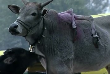 Cow with SIX LEGS??? Only in India!