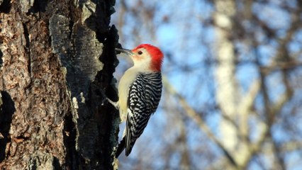 10. IMA Hybrid - Ima Preroll - Midroll - skippable Postroll