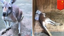 Kangaroo dies after zoo visitors hurl rocks to force it to jump