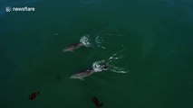 Drone footage shows dolphins and whales swimming together