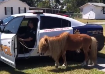 Miniature Pony Gets Police Escort Home After Running Down Highway
