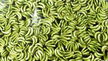 Como a agricultura lida com o mais perigoso fungo das bananas