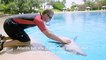 Meet me in Dubai: Dolphin Trainer - Dubai, United Arab Emirates