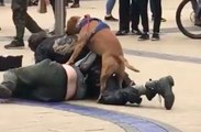 Un chien veut s'accoupler avec deux hommes saouls qui se battent