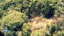 Perú cuenta con 40.300 hectáreas de cultivos cocaleros: Monitoreo satelital
