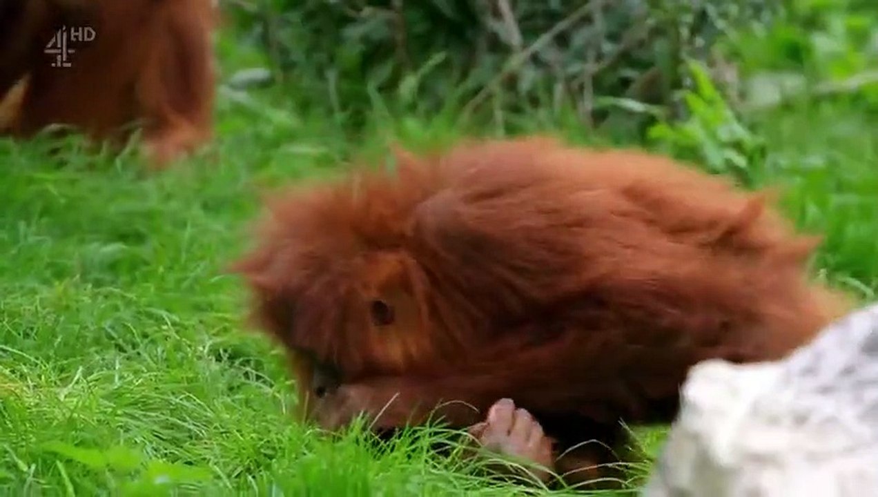 Les animaux au zoo