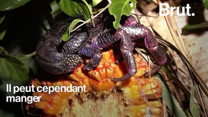 VIDEO - À la rencontre du plus gros crabe au monde…qui n'en est pas vraiment un