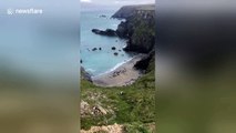 Group of seals sunbathing at a beach in Cornwall