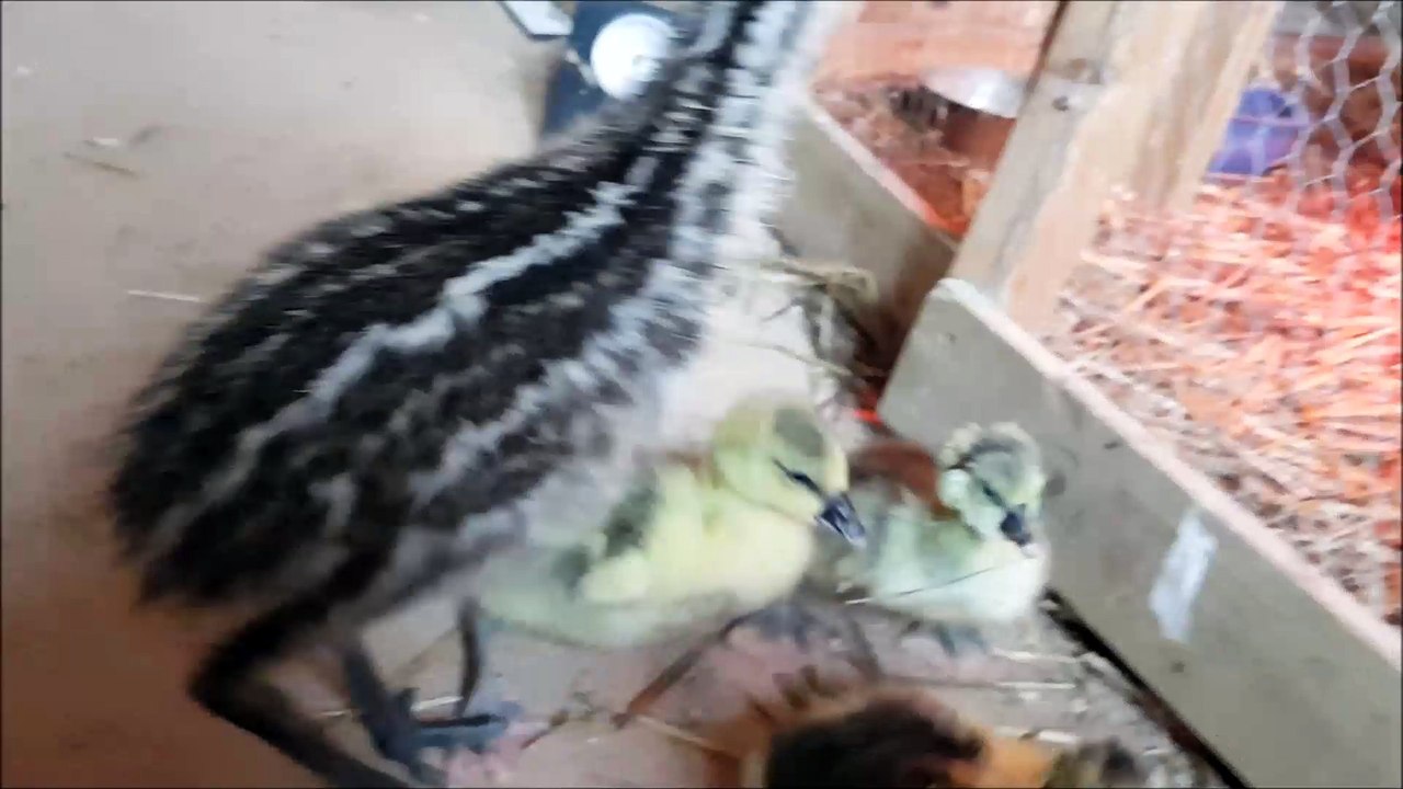 Emu Flash