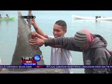 Ikan Mola-Mola Terperangkap Jaring Nelayan -NET10
