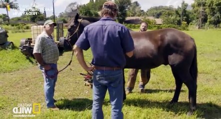 The Adventures of Dr. Buckeye Bottoms S02xxE03 Maui Madness - Part 02