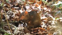 Meet the Agouti, the Giant Yet Lovable Rodent of the Amazon