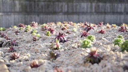 Planting 200 SEMPERVIVUM! Huge hens and chicks garden bed!