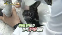 [Haha Land 2] 하하랜드2 -The state of the puppy examined by the hospital20180425