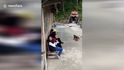 Man attacked by monkeys after intentionally pushing one into pool