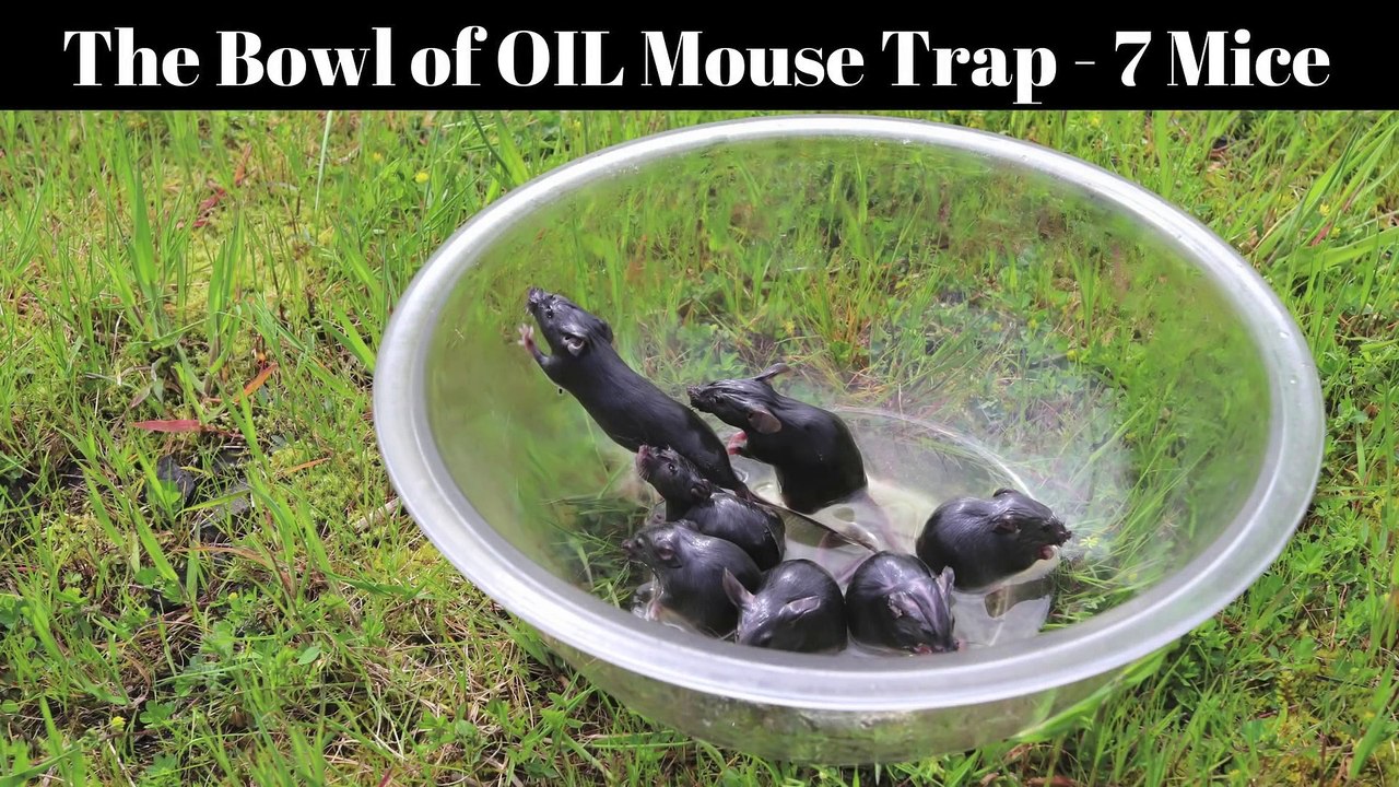 Un des pièges à souris les plus efficaces et qui ne les blesse pas : Un saladier et de l'huile