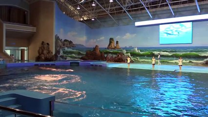 Rungna Dolphinarium Show Excerpts ( North Korea )