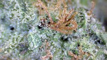 Strain Review: Orange Harambe - ELEV8 Presents