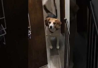 Dog Needs Help Getting Past Pantry Door