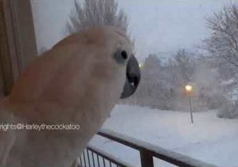 Curious Cockatoo Wants to Conquer Falling Snow