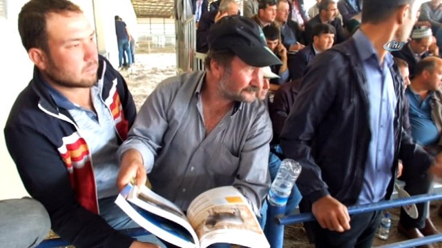 Damızlık Koçlar otomobil fiyatına alıcı buldu