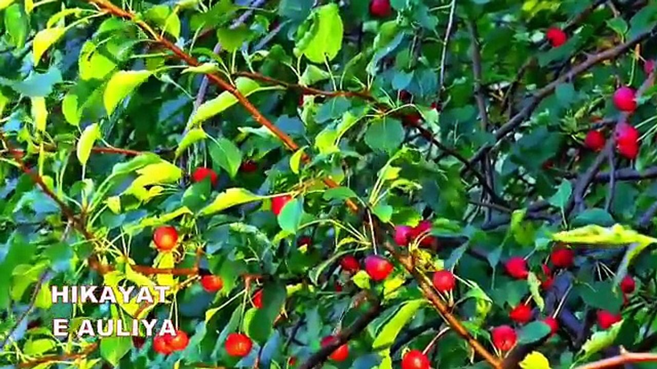 KHALIFA HAROON RSHEED KE BETY KA ANOKHA WAQIA, SHEZADI KI ANKOTHI.SON OF HAROON RSHEED [360p] watch for my dailymotion Channel  pakistanfaisal991