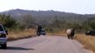 Rude Safari Guide Spoils Sighting For Visitors - Elephant vs Rhino