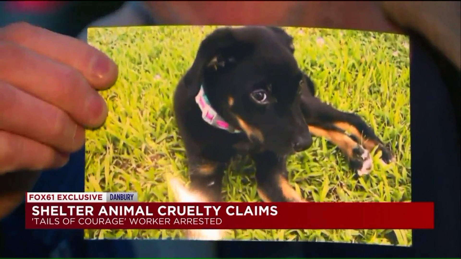 ⁣Connecticut Animal Shelter Accused of Animal Cruelty