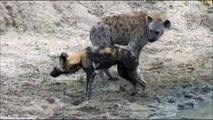 The injured Wild Dog being tormented by a lone Hyena ...