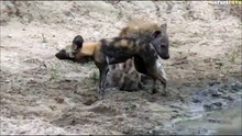 The injured Wild Dog being tormented by a lone Hyena Part 2