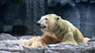 World mourns death of first tropical polar bear
