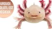 3 raisons pour lesquelles vous devez faire attention à l'Axolotl