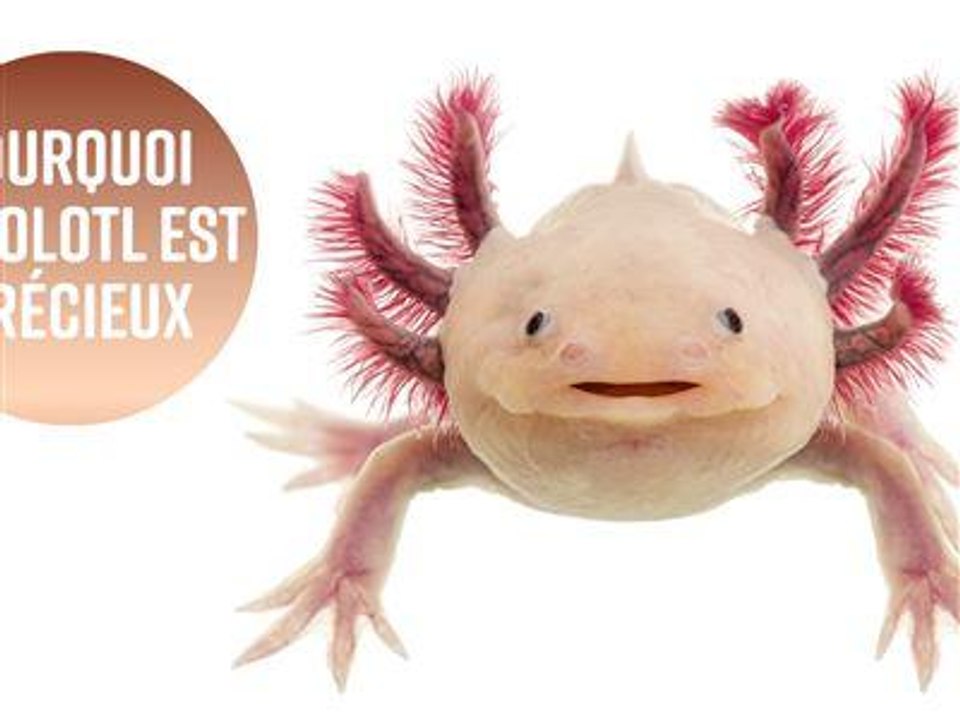 3 raisons pour lesquelles vous devez faire attention à l'Axolotl