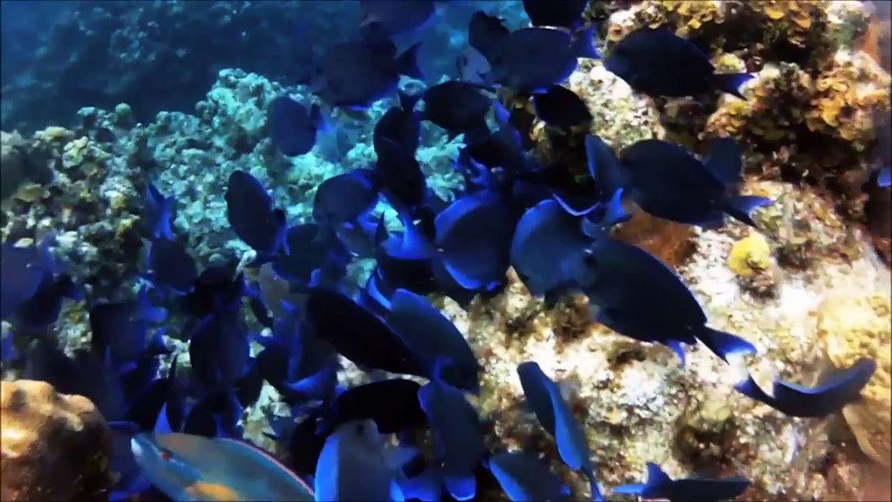 World's Best Diving: Don Fosters Dive Cayman