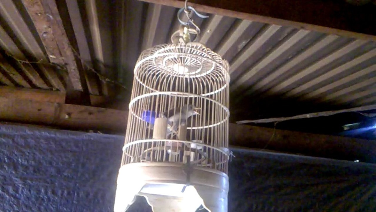what is your bird???