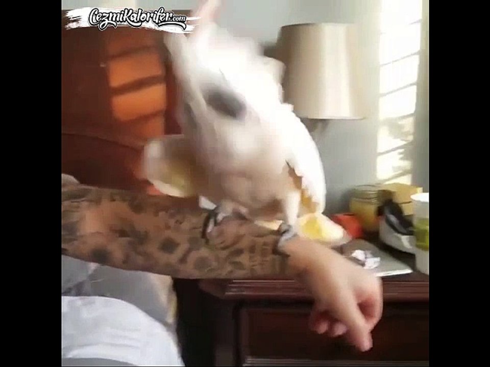 Kırk Yıllık Metalci Gibi Headbang Yapan Papağan