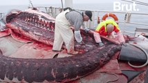 Islande : reprise de la chasse à la baleine