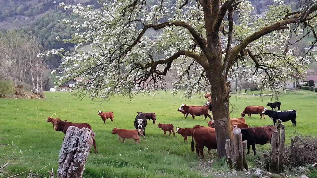 nos voisines les vaches le soir
