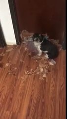 Ses chiens ont mangé la porte du salon