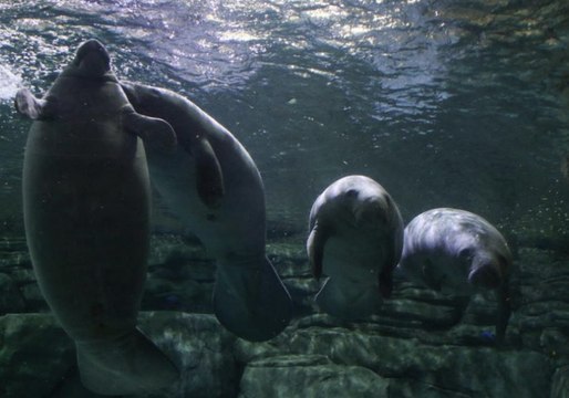 Orphaned Female Manatee Checks Into Cincinnati Zoo For Rehabilitation