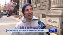 Neighbors Say Massive Rats Have Infiltrated Brooklyn Neighborhood