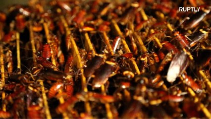 تعرف على تربية الصراصير في الصين