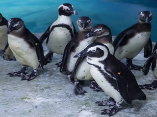 5 things you never knew about penguins - ABC15 DIGITAL